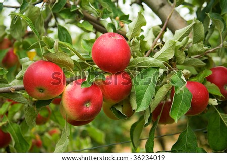 Harvest time. Mature red apples on branch