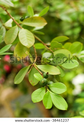Branch of strawberry tree with fruits