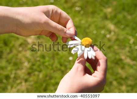Loves me, loves me not. Plucking off the petals of a daisy