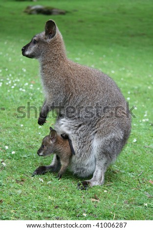 Pictures Of Kangaroos