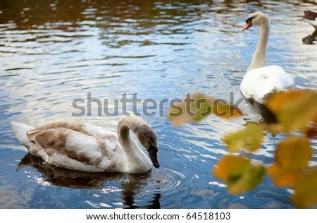 Two swans at autumn day