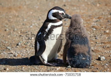 Magellanic Penguin helping its nestling to clear itself from infantile floccus