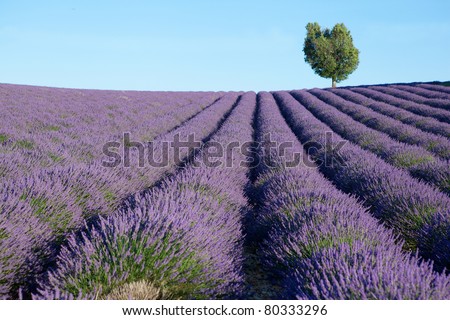 Beautiful Lavender Field
