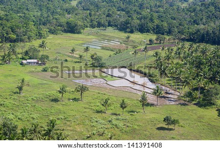 Rural Asian landscape with palms and rice fields