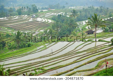 Scenic view of Jatiluwih rice terrace on a rainy day