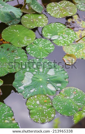Water drops on lotus leaves during rainy weather