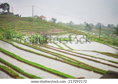 Scenic view of Jatiluwih rice terrace in Bali on a rainy day