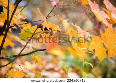 Beautiful yellow and red maple leaves on a fall day