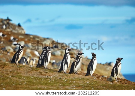 Many Magellanic penguins in natural environment on Magdalena island in Patagonia, Chile, South America