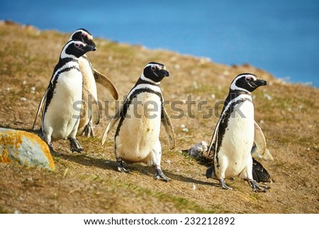 Three Magellanic penguins in natural environment on Magdalena island in Patagonia, Chile, South America