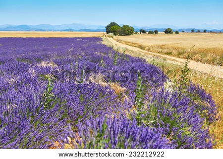 Beautiful blooming lavender field on the Valensole Plateau in Provence, France