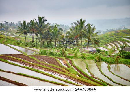 Scenic view of Jatiluwih rice terrace on a rainy day