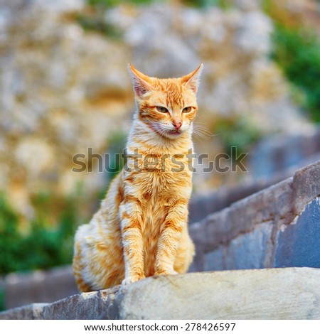 Adorable red tabby cat on a street in Medina of Chefchaouen, Morocco, small town in northwest Morocco known for its blue buildings
