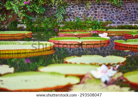 Victoria cruziana, giant water lily with flowers on Bali, Indonesia