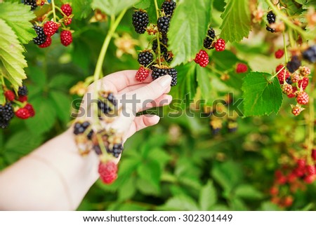 Woman gathering fresh blackberries ripen on farm, closeup of a hand