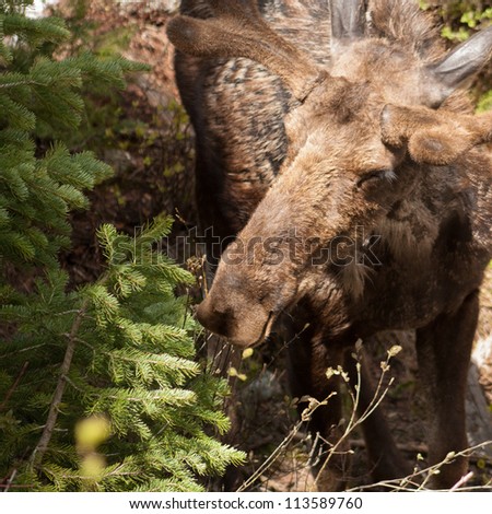 Moose Close Up