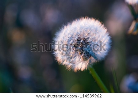 Dandelion clock bathed in the warm glow of late evening light