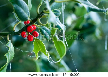 Frosted holly leaves and berries on bush