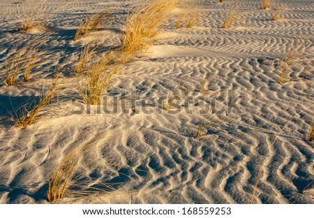 Sand dunes and desert scrub at White Sands National Monument, New Mexico