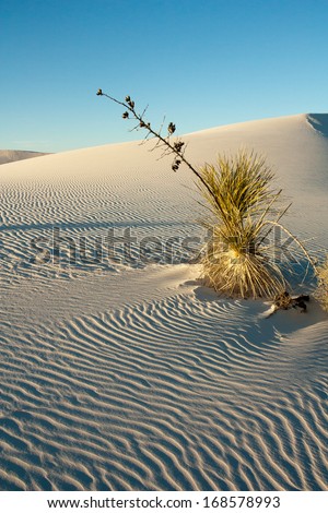 Yucca in gypsum sand dune shapes in White Sands National Monument, New Mexico