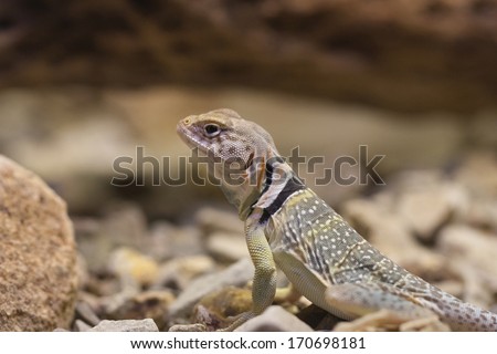 Collared Lizard, Arizona