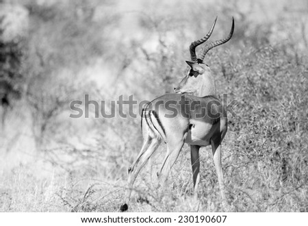 Black faced Impala, Etosha National Park, Namibia