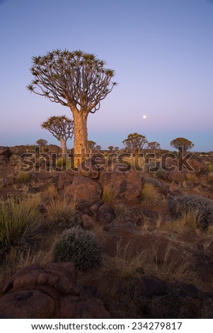 Quivertree Forest at Twilight under a full moon. Keetmanshoop, Namibia