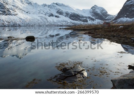 Fishermen\'s cabin and Winter landscape reflections, Selfjord, Lofoten, Norway