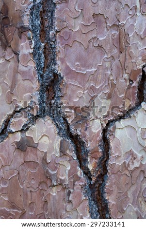 Close up abstract of pine tree bark, Yosemite National Park, California