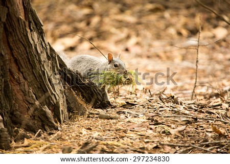 Ground squirrel collecting material for nesting, Yosemite National Park, California