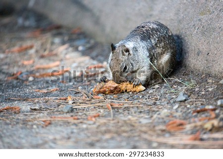Ground squirrel eating pine cone, Yosemite National Park, California