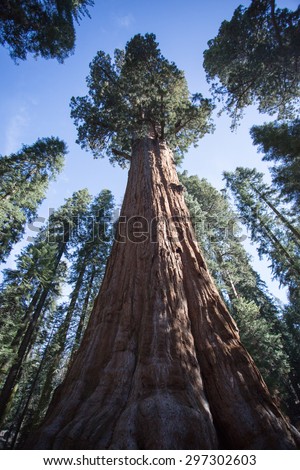 General Grant Giant Sequoia redwood tree in Kings Canyon national park, Sierra Nevada, California