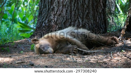 Black bear sleeping in Sequoia national park, Sierra Nevada, California