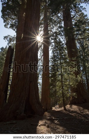 Sun star behind giant sequoia trees, kings canyon national park, California