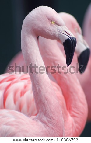 Three Chilean Flamingos / Chilean Flamingos side by side