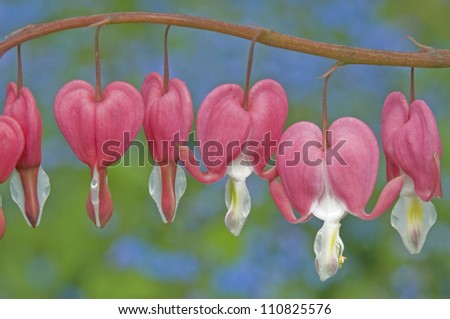 Hearts on a Wire,  Bleeding Hearts over Blue Bells