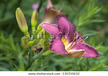 Giant Red Day Lily Bloom / Red Day Lily