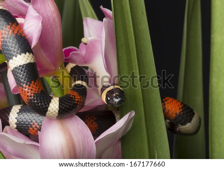 Banded Snake among Flowers