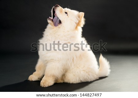 Chow chow puppy on a black background