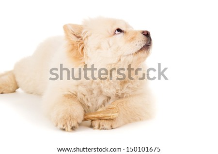 Chow chow puppy with bone isolated