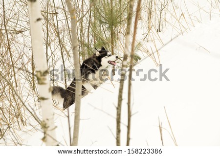 Siberian husky is walking in the woods in winter