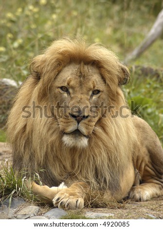 A portrait of african lion with a scarred nose, calmly staring at the viewer.