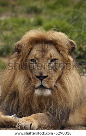 A portrait of african lion with a scarred nose, proudly staring at the viewer.