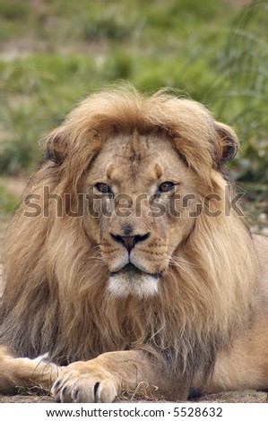 A portrait of african lion with a scarred nose, proudly staring at the viewer.
