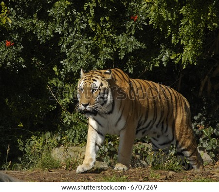 A siberian tiger (Panthera tigris altaica) walks out of bushes on a fine sunny day.