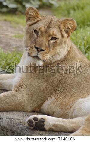 A lioness is resting on a rock, looking directly at the viewer.
