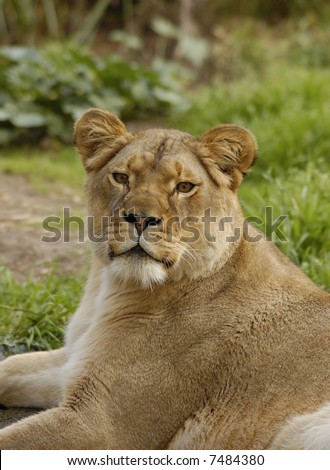 African lioness (Panthera leo krugeri) looks straight at the viewer.