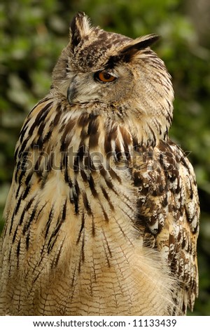 The portrait of great horned owl (Bubo bubo) on the blurred background of green leaves.
