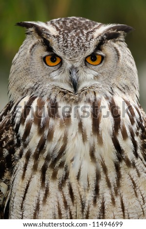 stock photo Eurasian eagle owl Bubo bubo looks straight at the viewer