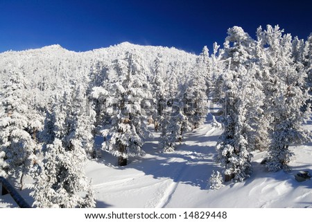Frozen mountain forest on a sunny winter day at one of the Lake Tahoe ski resorts, Sierra Nevada, California